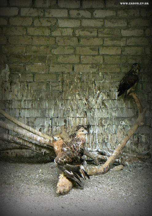 ������ ����� (������� ���, ���������)