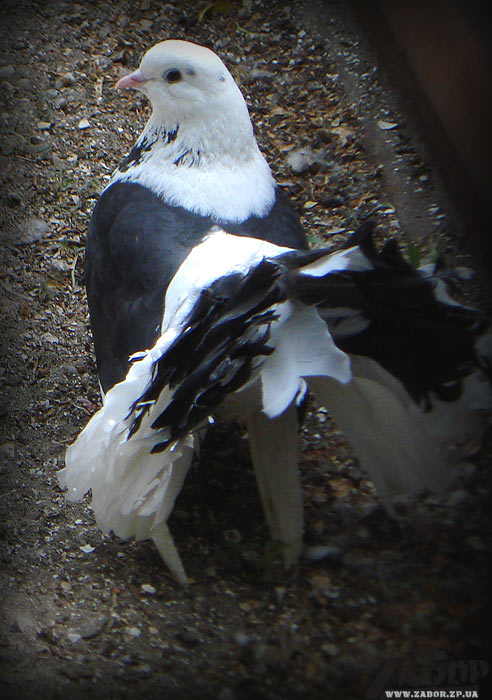 ������ (������� ���, ���������)