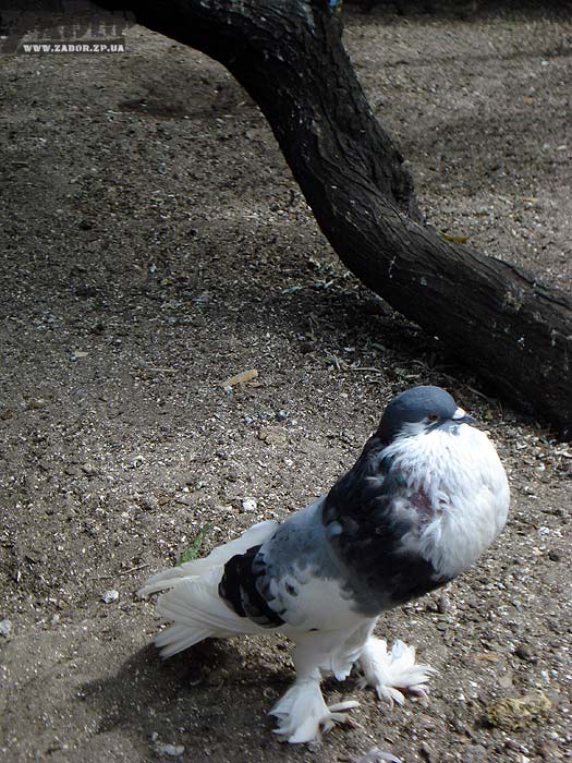 ������ (������� ���, ���������)