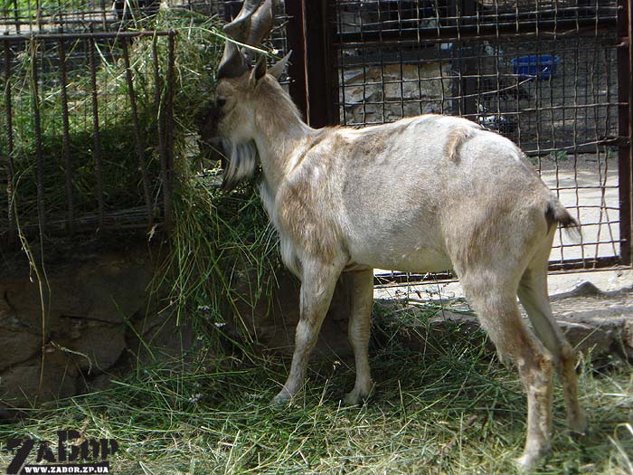 ����� (������� ���, ���������)