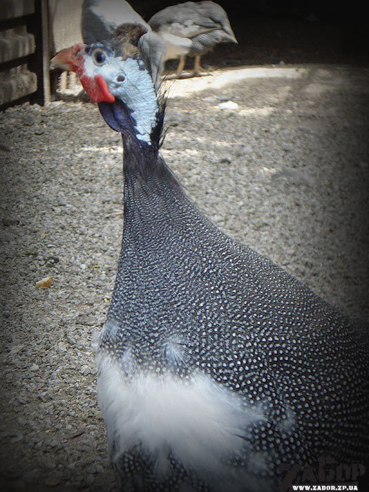 ������� (������� ���, ���������)