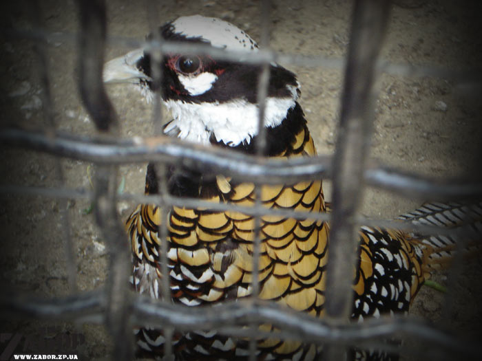 ����� (������� ���, ���������)