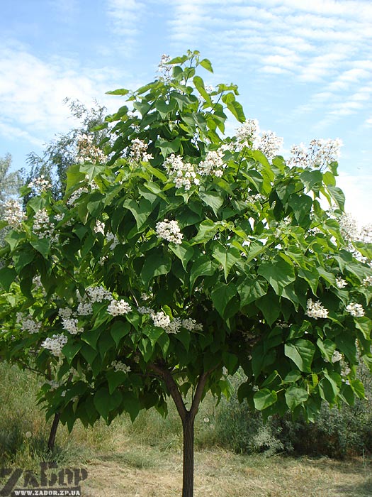 �������� ������ �� ������� �������� ������ (���������)