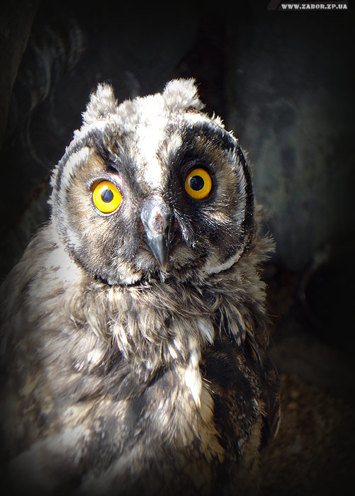 ���� (������� ���, ���������)