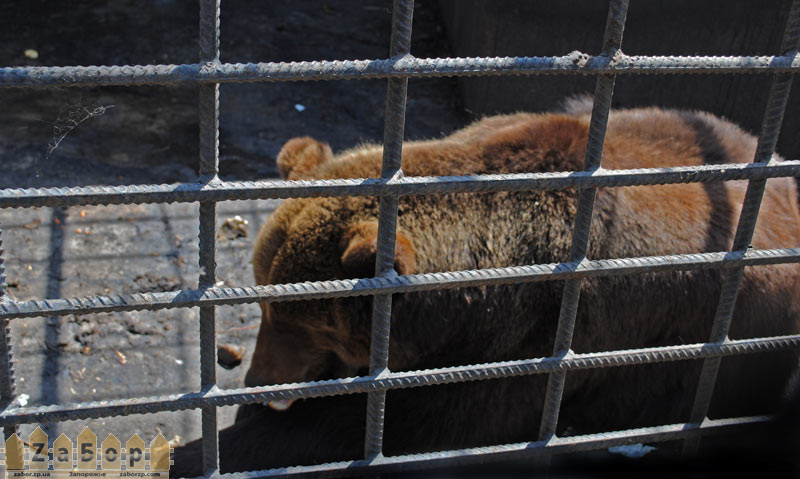 ������� � �������� �� ��� � ���������