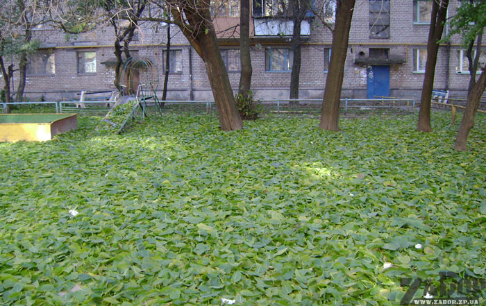 ������ ����� ������������