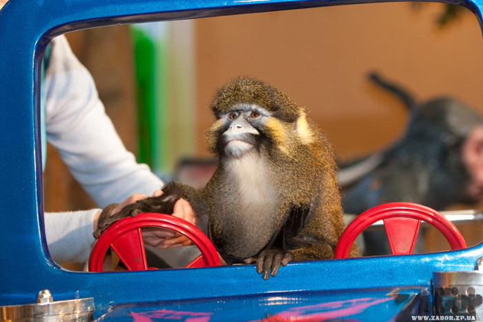 ���� �������� ��������� ��� (���������)