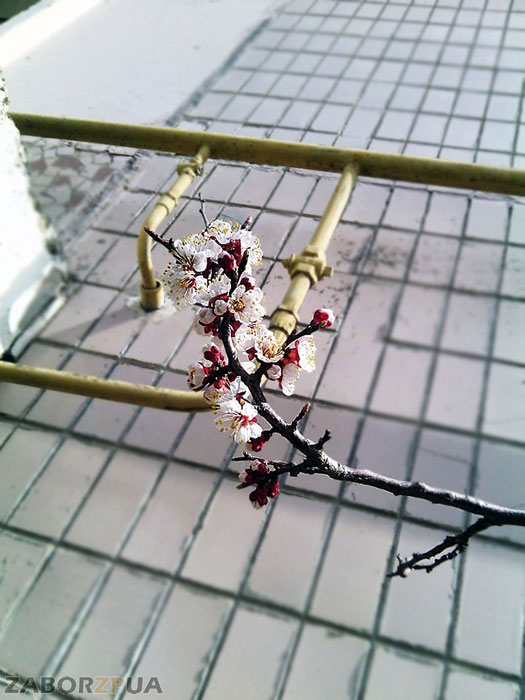 ����� � ���������