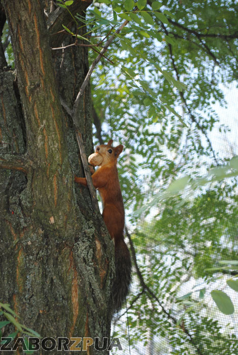 ����� � �������