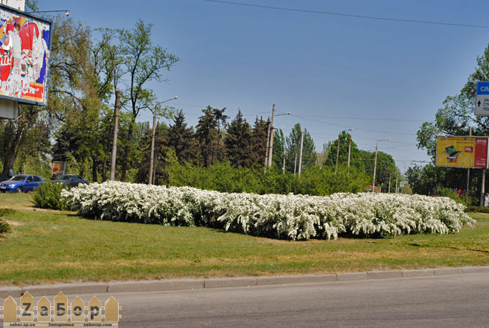 ������ ������� (���������)