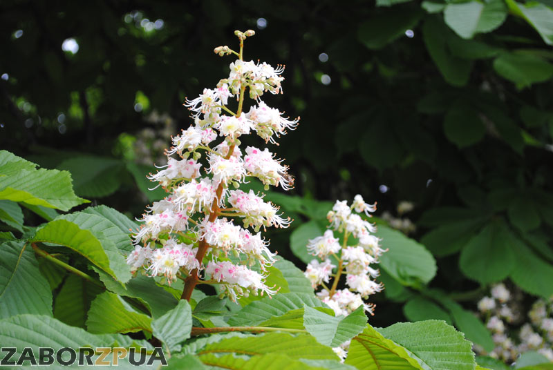 �������� ������ � ���������