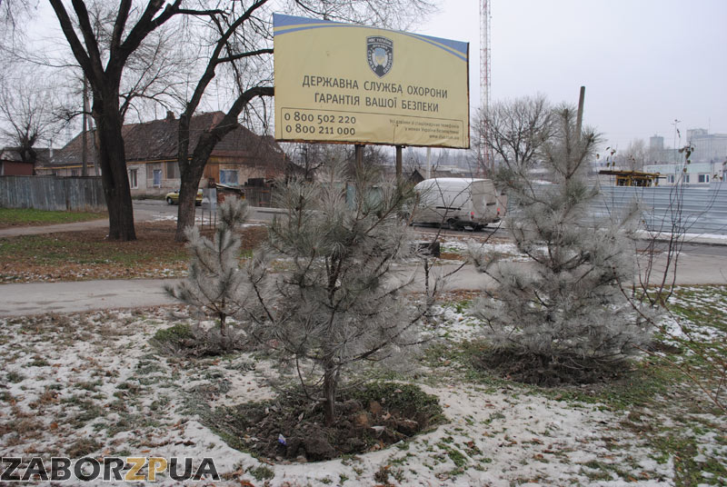 ���� ������ (���������)