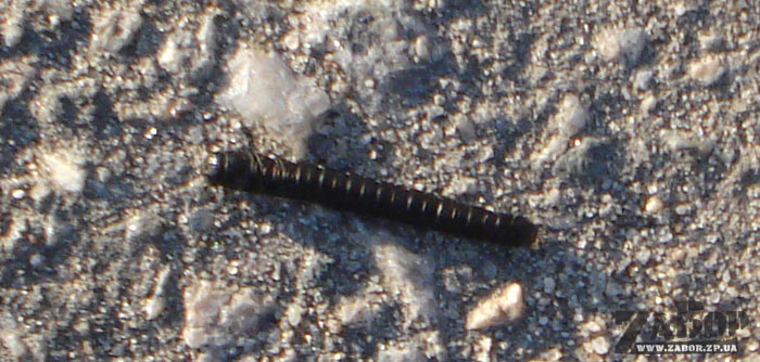 ������ ��������