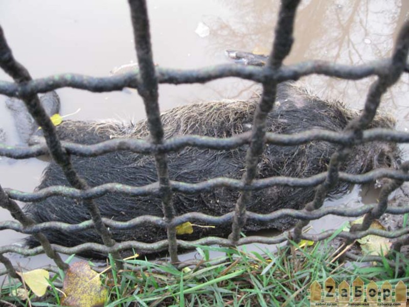 �� ��� (���������) ���� ��������