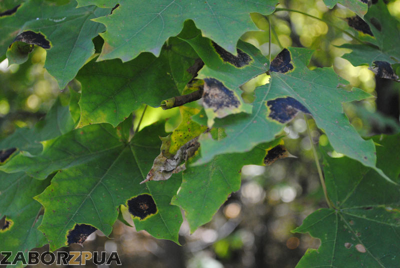 ������ ����� �� ������� ������ �����-�� �������