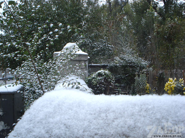 ������ ���� � ���������