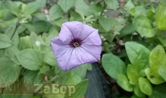 ���� 2017-2018. ������ ����� � ������� � ���������