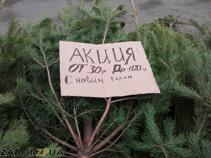 ���������� ���� ����� ����� ����� � ���������