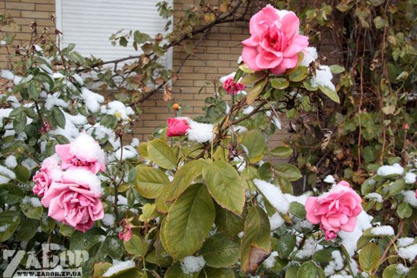 �������������� ���� ������ ������ ����