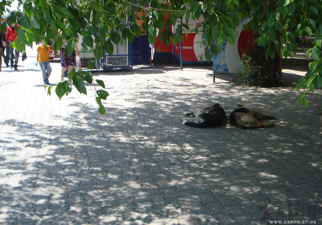 ����� ��������� (���������)