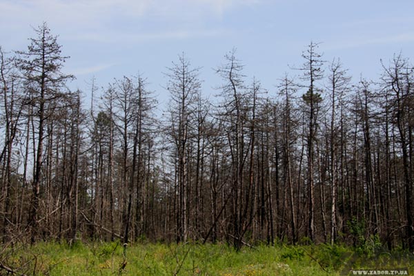 ��������� ���