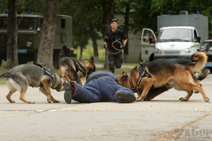 ������ ����� (���������)