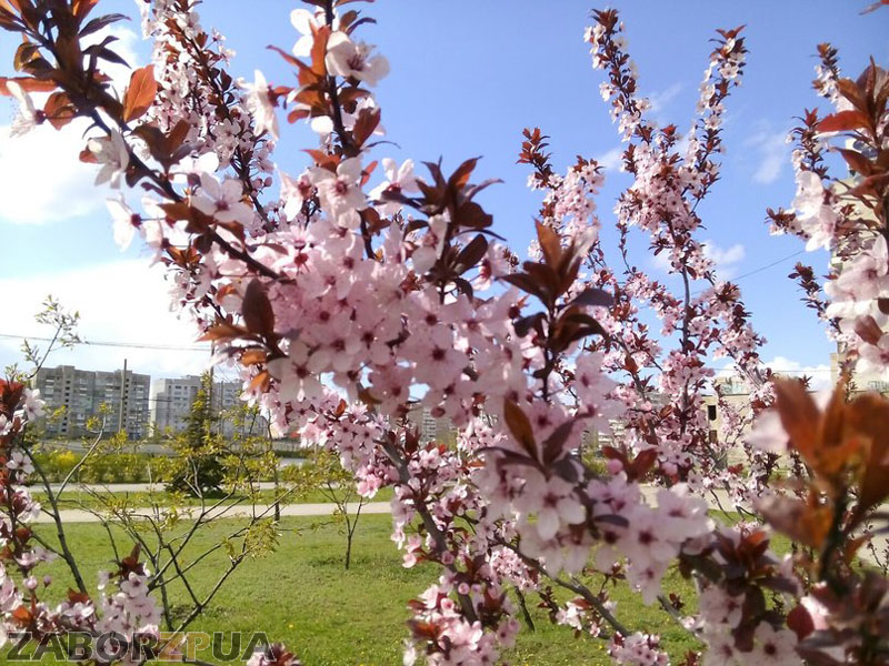 �������� �������� � ���������