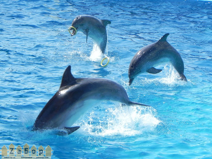 �������� ����������� ����� � ����������