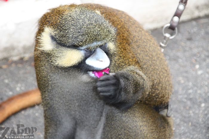 �������� ��� - ��������������������� ������������ ������������� ����