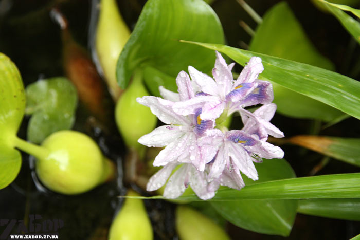 ������� ���� (�������)