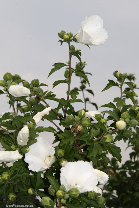 ��������� ����