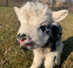 ������������� ������� � �������������� ��������