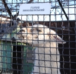 ����� ������������