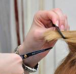 "�������� ����" (����� �������) � ���������