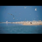 ������ ����� (��������) ���������